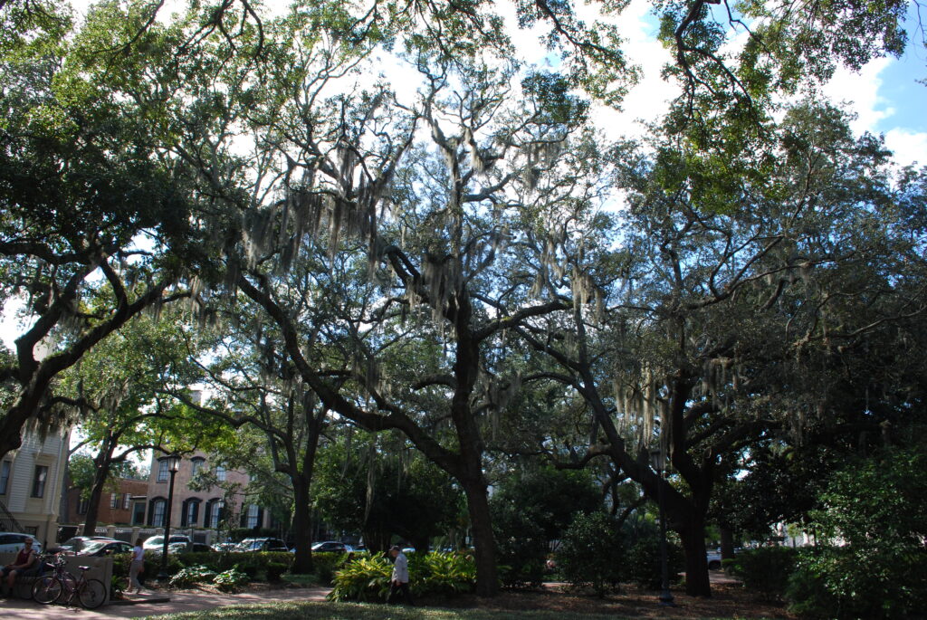 Oak Tree draped in Spanish Moss, Savannah