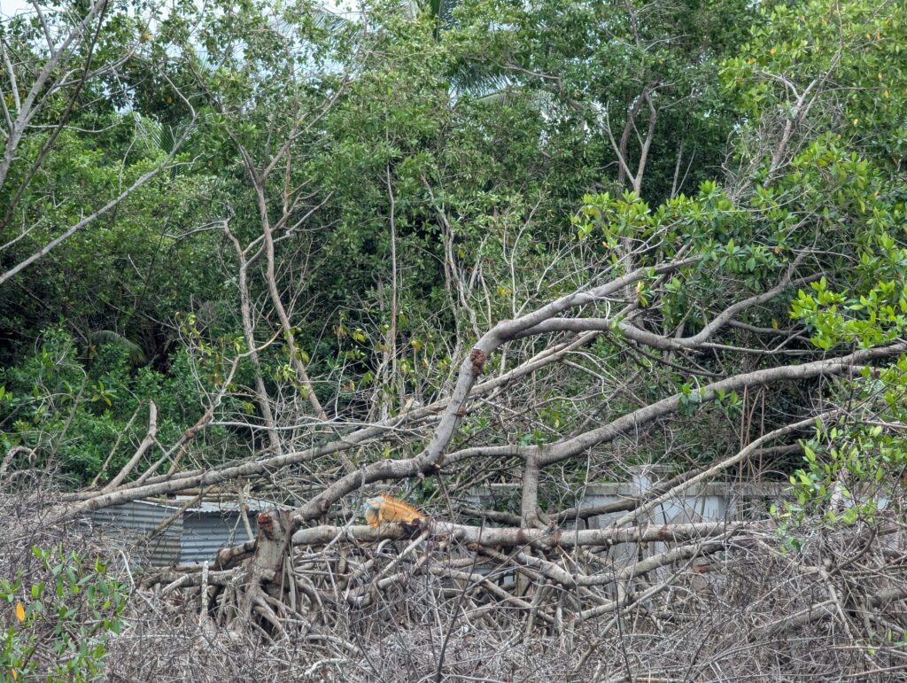 Iguanas clinging to a thicket of tree branches